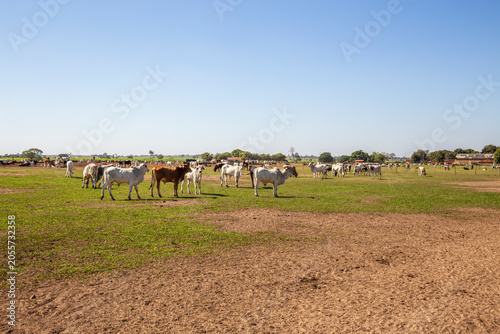 Brazilian cattle herd grazing on rural farm pasture