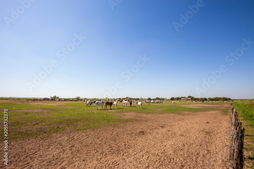 Brazilian cattle herd grazing on rural farm pasture