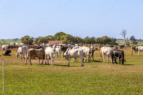 Brazilian cattle herd grazing on rural farm pasture
