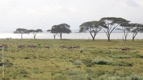 Thomson's Gazelle (Eudorcas thomsonii) at Crescent Island Game Sanctuary on Naivasha lake, Kenya