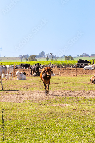 Brazilian cattle herd grazing on rural farm pasture