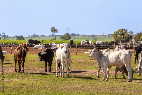 Brazilian cattle herd grazing on rural farm pasture