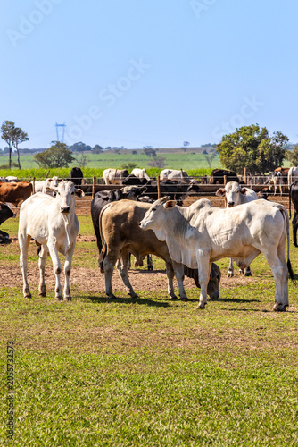 Brazilian cattle herd grazing on rural farm pasture