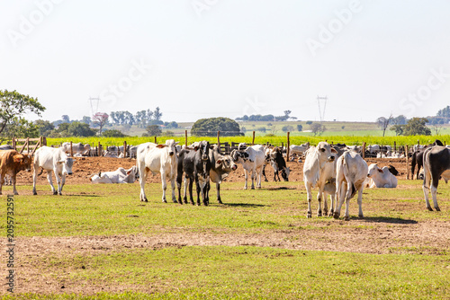 Brazilian cattle herd grazing on rural farm pasture