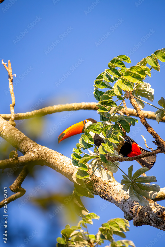 Fototapeta premium Toco Toucan perched on tropical tree branch against vibrant Blue sky