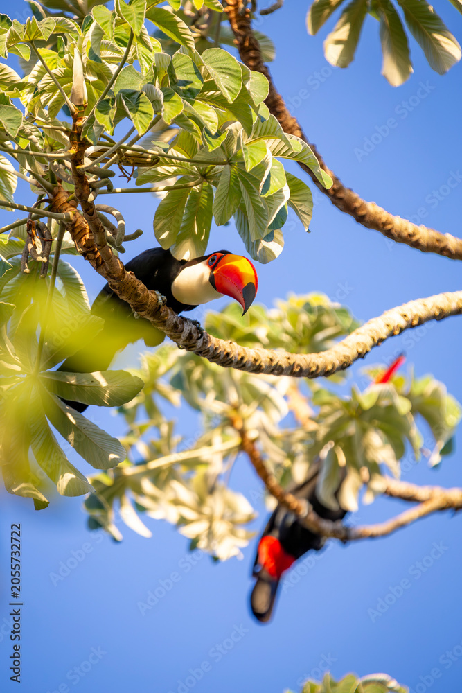 Fototapeta premium Toco Toucan perched on tropical tree branch against vibrant Blue sky