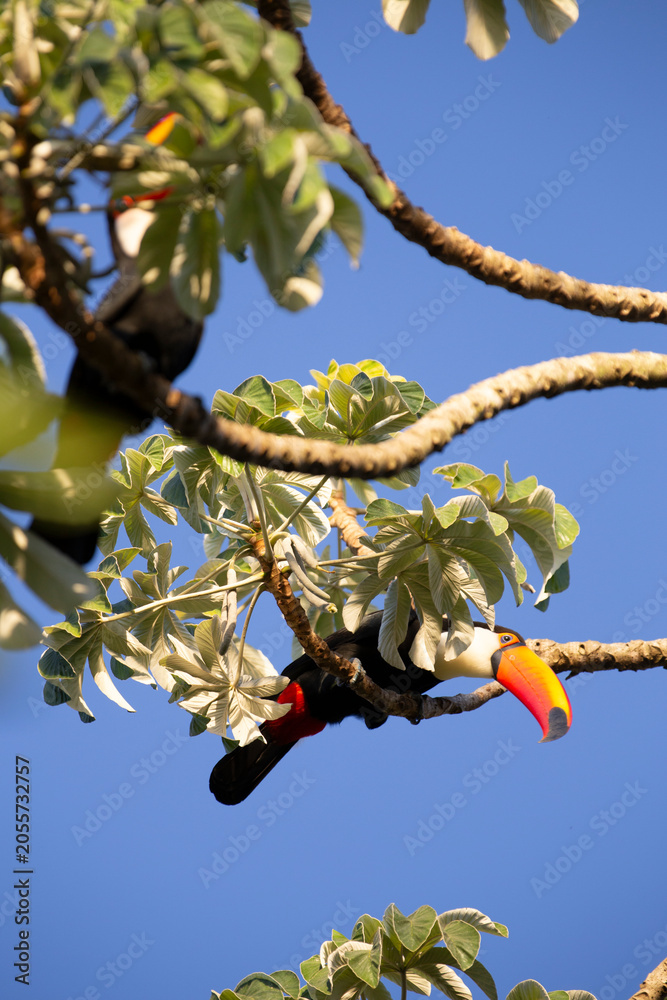 Obraz premium Toco Toucan perched on tropical tree branch against vibrant Blue sky
