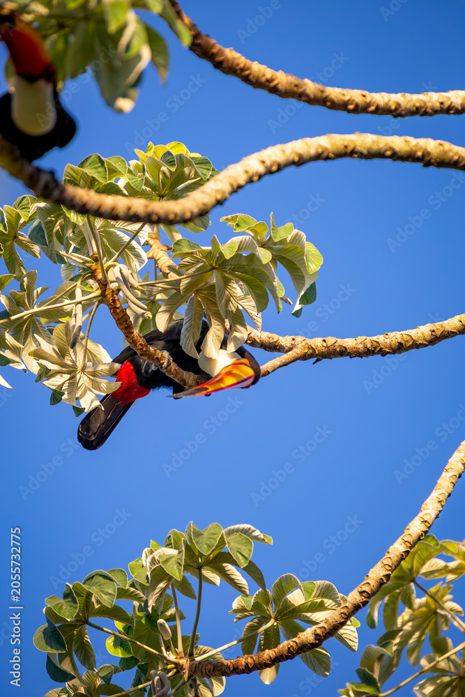 Obraz premium Toco Toucan perched on tropical tree branch against vibrant Blue sky
