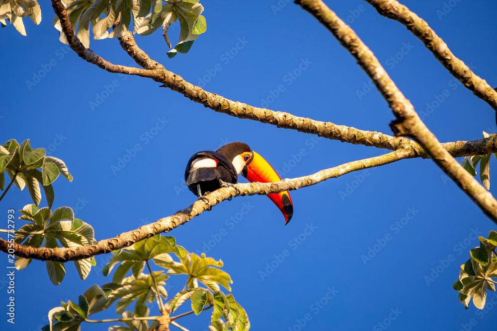 Fototapeta premium Toco Toucan perched on tropical tree branch against vibrant Blue sky