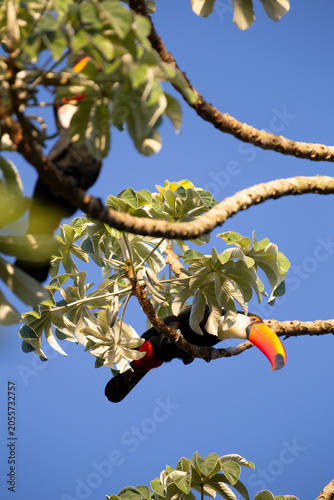 Toco Toucan perched on tropical tree branch against vibrant Blue sky