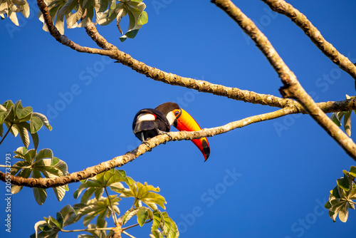Toco Toucan perched on tropical tree branch against vibrant Blue sky