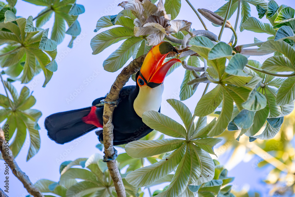 Obraz premium Toco Toucan perched on tropical tree branch against vibrant Blue sky