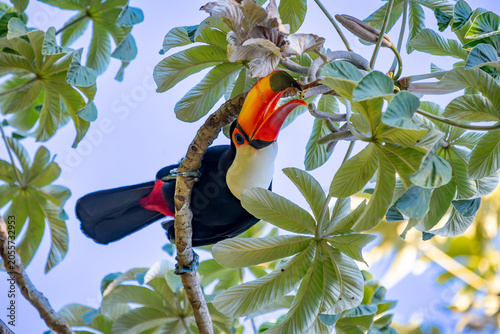 Toco Toucan perched on tropical tree branch against vibrant Blue sky