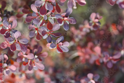 Purple leaves of shrub outd...