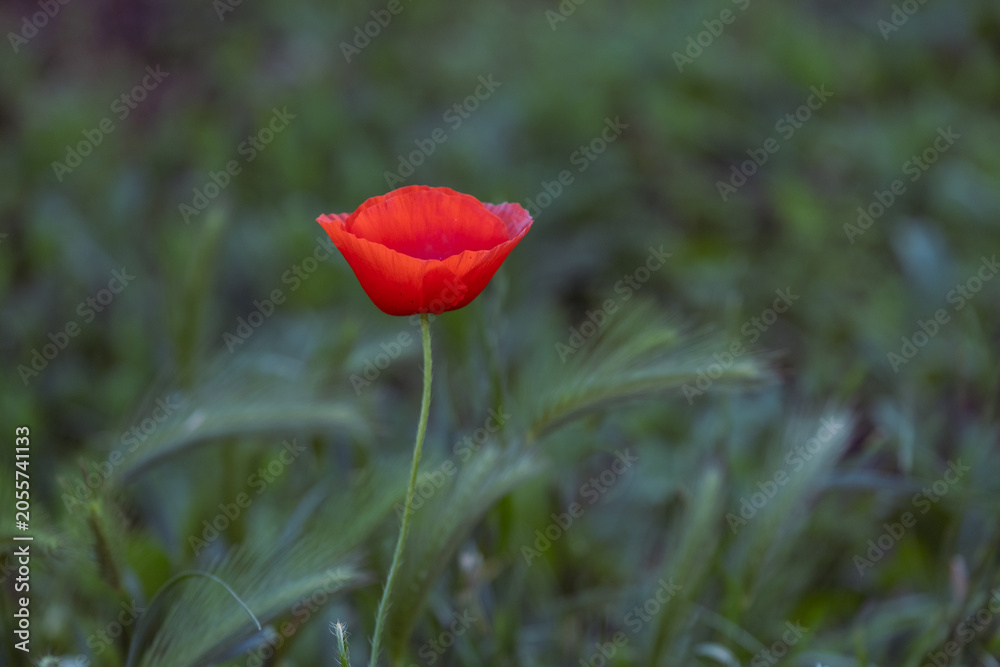 Fototapeta premium Single Red Poppy Flower Blooming in Natural Meadow