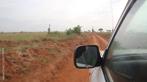 Game drive and Giraffes in Murchison Falls national park, Uganda