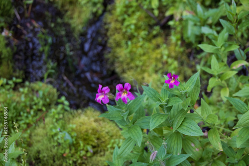Slika na platnu Monkeyflowers