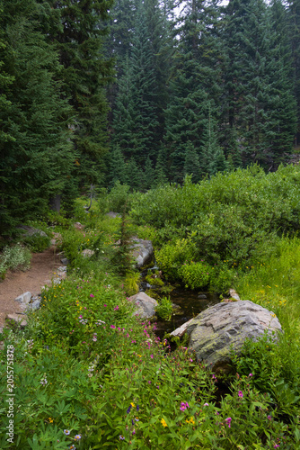 Hiking trail through Castle Crest Wildflower trail, crater lake national park, oregon