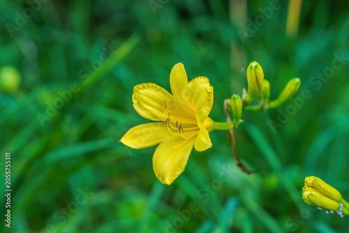 心地よい自然の光に包まれた黄色いキスゲの花と美しい新緑のボケ背景