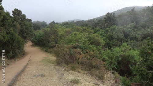 Mist above forest at Jabal Sawda mountain, Saudi Arabia