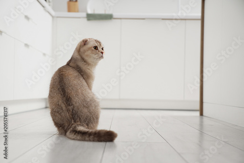 Cute Scottish fold cat sitt...