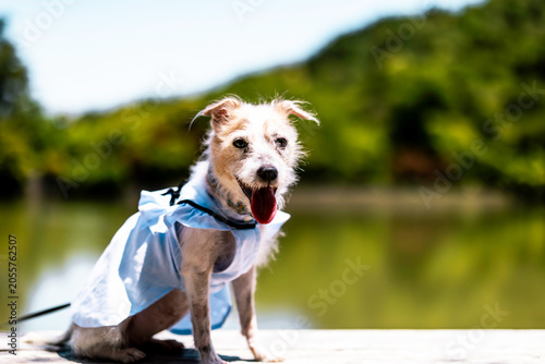 Foto Jack Russell Terrier Sitting on the Bench by the Pond