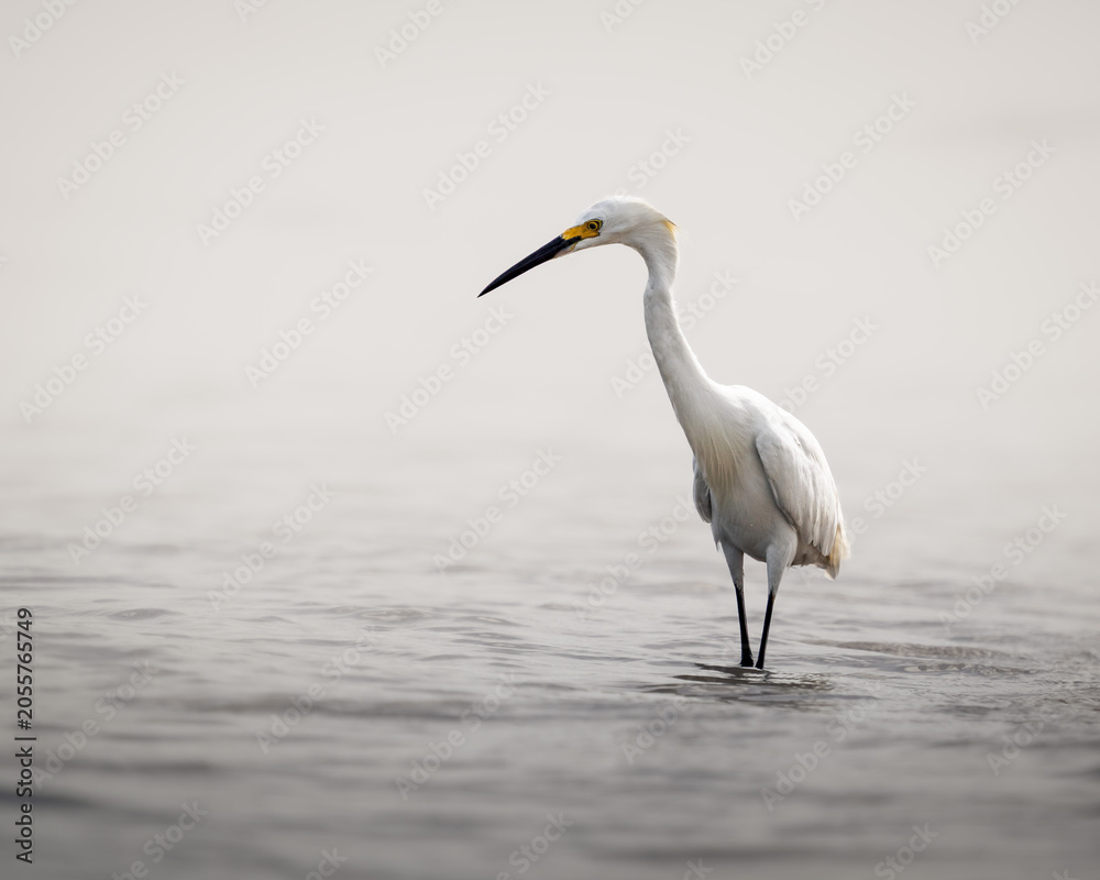 Obraz premium Elegant snowy egret standing and walking through shallow coastal water.