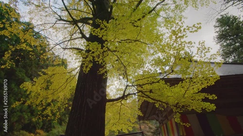 秋の秋保大滝 不動尊 Autumn at Akiu Great Falls and Fudo Myoo Temple