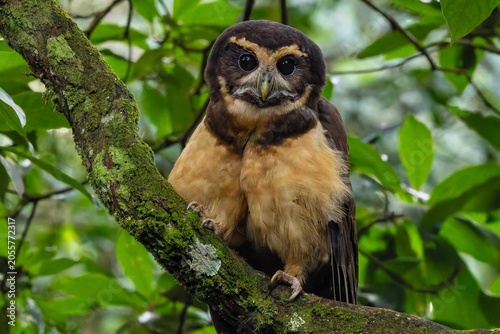 Tawny-browed owl
