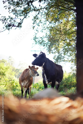 cows in the field