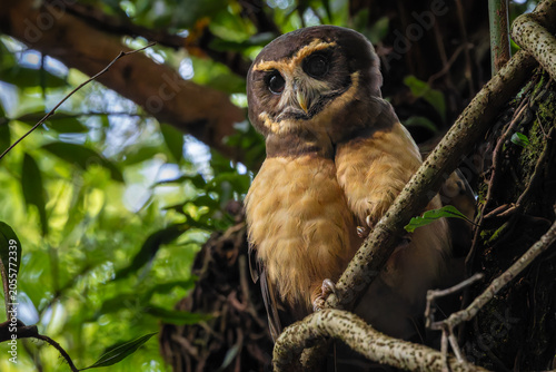An owl overviewing the forest