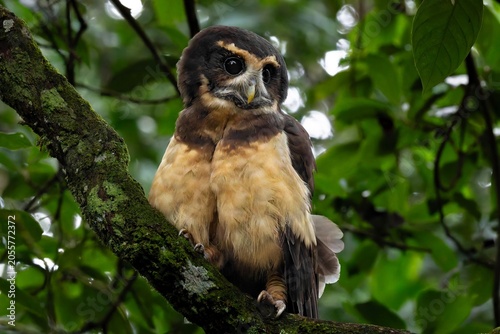 Tawny-browed owl 