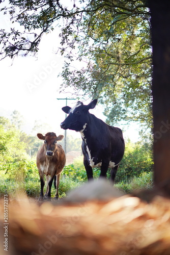 cows in the field