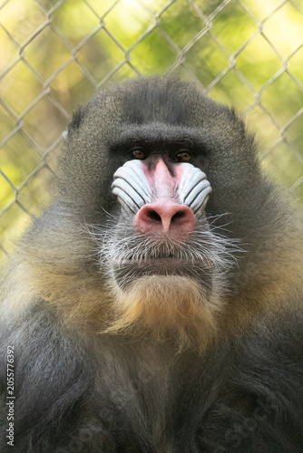 close up of a young mandrill 