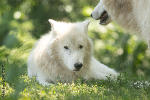 white wolf canis lupus