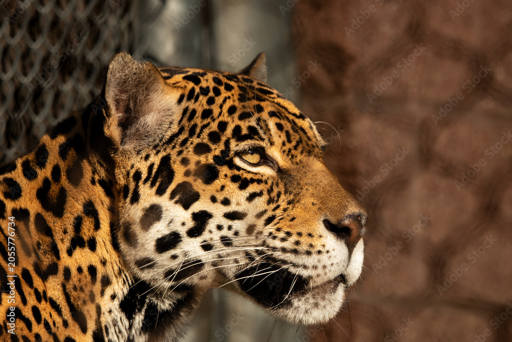 Obraz premium leopard in zoo