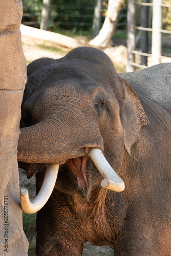elephant in zoo