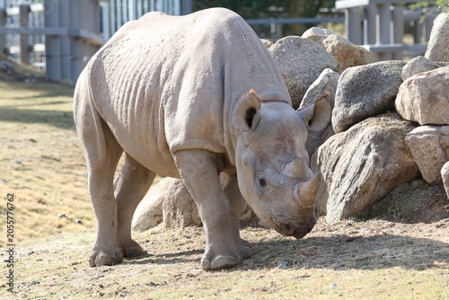 rhino in the big zoo 