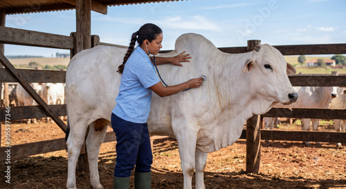 Brazilian female veterinarian examining Nelore cattle on ranch, livestock agriculture and animal health