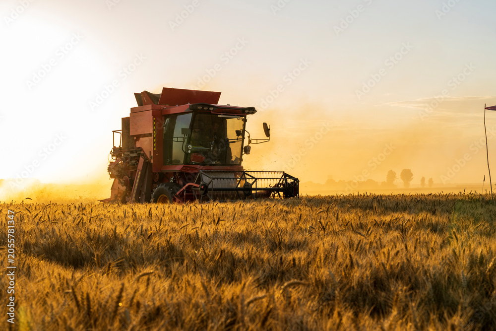 Fototapeta premium The combine is harvesting the wheat in the evening