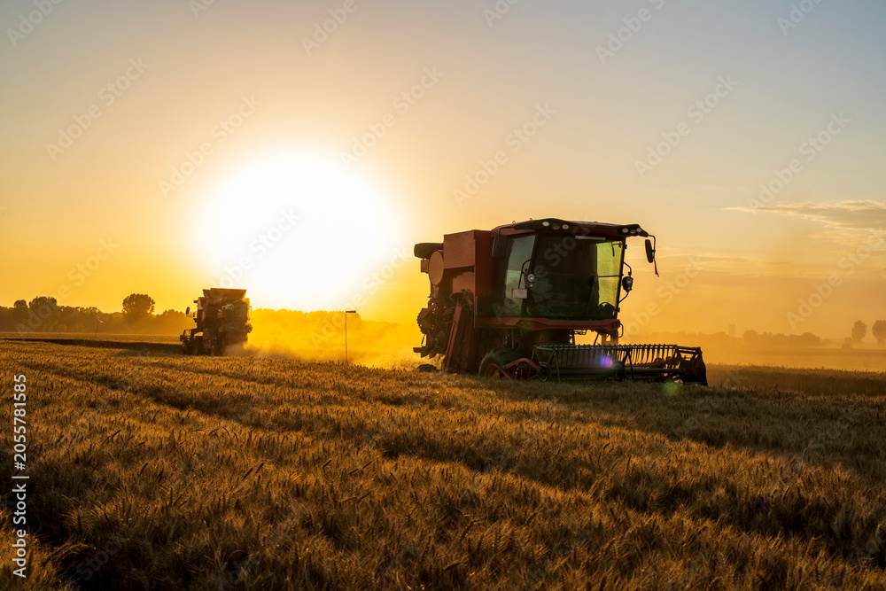 Fototapeta premium The combine is harvesting the wheat in the evening