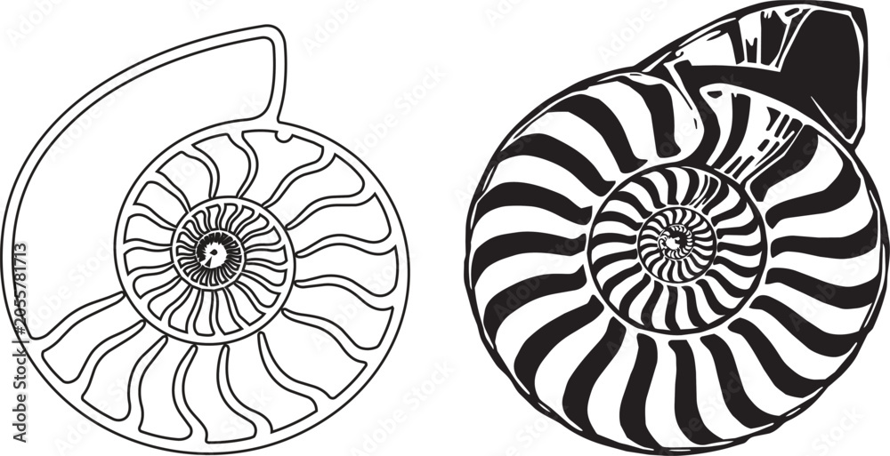 Naklejka premium Detailed ammonite fossil cross-section illustration