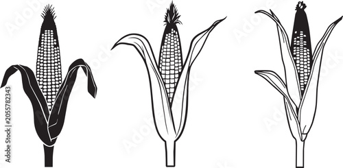 Three corn cobs with husks illustration