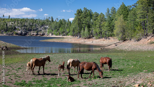 Εκτύπωση καμβά Grazing herd of wild horses at Black Canyon Lake in the Apache Sitgreaves Nation