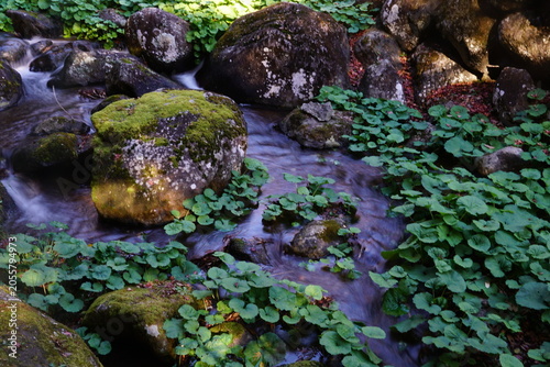 Foto 小川（brook）