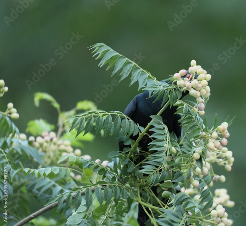 Fruit on curry plant