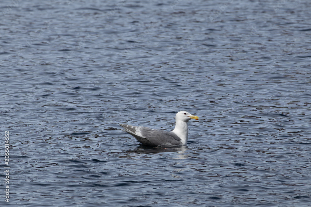 Fototapeta premium A side profile view of an adult glaucous-winged gull (Larus glaucescens) floating calmly on dark, textured sea water.