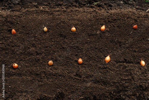 Planting small onion sets in a vegetable garden bed for early harvest.