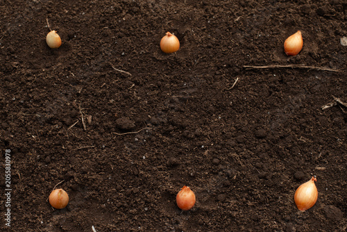 Planting small onion sets in a vegetable garden bed for early harvest.