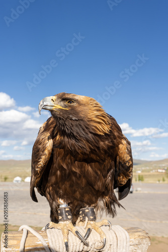 Golden Eagle Full Body Portrait Perched on Wooden Post with Leather Jesses Against Blue Sky and Mongolian Steppe